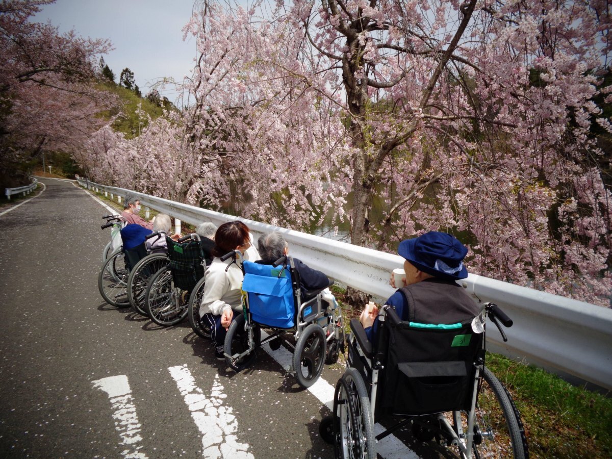 桜見物